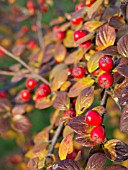 COTONEASTER INSCULPTUS