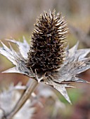 ERYNGIUM GIGANTEUM, GIANT SEA HOLLY