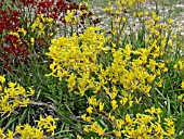 ANIGOZANTHOS FLAVIDUS, KANGAROO PAW