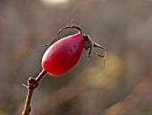 ROSA IBERICA, HIP