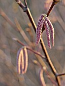 CORYLUS FEROX, HAZEL