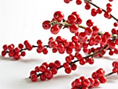 ILEX VERTICILATA, RED WINTERBERRY