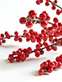 ILEX VERTICILATA, RED WINTERBERRY