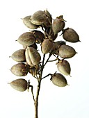 PAULOWNIA TOMENTOSA, FOXGLOVE TREE