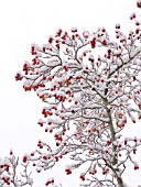 MALUS SIEBOLDII PROFESSOR SPRENGER