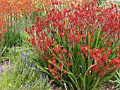 ANIGOZANTHOS BUSH RUBY, KANGAROO PAW