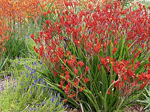 ANIGOZANTHOS_BUSH_RUBY_KANGAROO_PAW