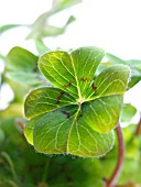 OXALIS TETRAPHYLLA, LUCKY CLOVER