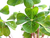 OXALIS TETRAPHYLLA, LUCKY CLOVER