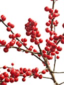 ILEX VERTICILATA, RED WINTERBERRY