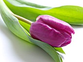 TULIPA