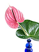 ANTHURIUM