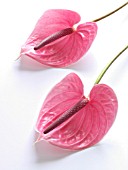 ANTHURIUM