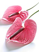 ANTHURIUM