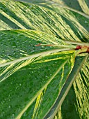 ALPINIA ZERUMBET VARIEGATA