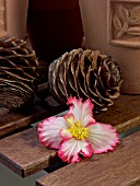 BEGONIA CRISPA MARGINATA, WITH CEDAR CONES