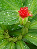 COSTUS MALORTIEANUS