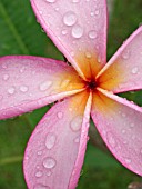 PLUMERIA RUBRA, FRANGIPANI