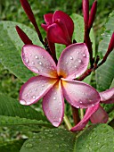 PLUMERIA RUBRA, FRANGIPANI