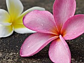 PLUMERIA RUBRA, FRANGIPANI