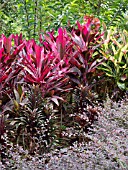 CORDYLINE FRUTICOSA, TI PLANT