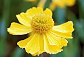 HELENIUM PUMILUM MAGNIFICUM