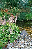 VIEW OF RIVERSIDE WITH HOSTA,  HEMEROCALLIS AND CAREX PENDULA
