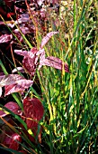 PANICUM VIRGATUM WITH CORNUS ALBA