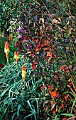 CORNUS ALBA KESSELRINGII,  KNIPHOFIA CAULESCENS AT BADGERS,  SUSSEX,  TOM AND ANN MOUNT