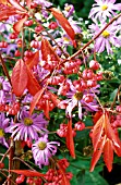 EUONYMUS RED CASCADE WITH ASTER X FRIKARTII