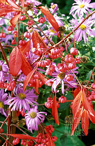 EUONYMUS_RED_CASCADE_WITH_ASTER_X_FRIKARTII