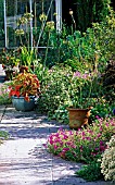 PATIO PLANTING AT BADGERS,  SUSSEX,  TOM AND ANN MOUNT