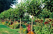 LIME WALK IN THE WALLED GARDEN AT RYMANS,  SUZANNA GAYFORD (FEATURE AVAILABLE ON REQUEST)
