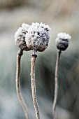 FROSTY SEEDHEADS OF PAPAVER SOMNIFERUM