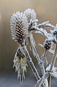FROST ON ERYNGIUM SILVER GHOST