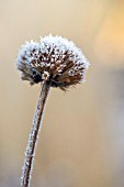 FROST ON SEEDHEAD OF MONARDA DIDYMA