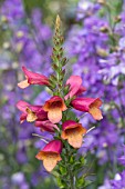 DIGITALIS