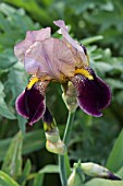 BEARDED IRIS