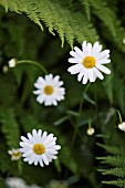 OX-EYE DAISY WITH FERNS