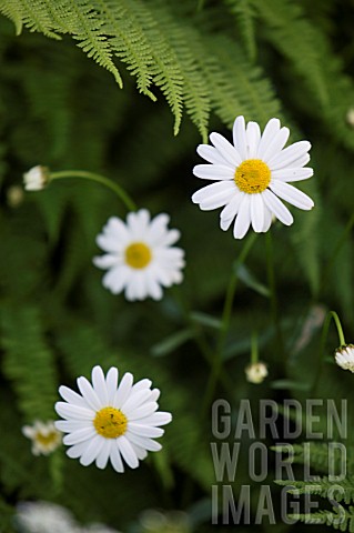 OXEYE_DAISY_WITH_FERNS
