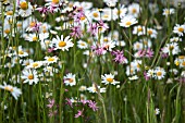 GARDEN MEADOW