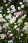 GARDEN MEADOW