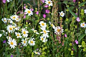 GARDEN MEADOW