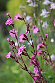 RED CAMPION IN A GARDEN MEADOW