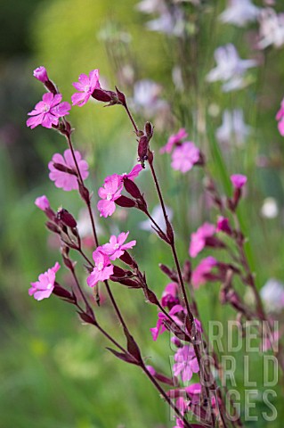 RED_CAMPION_IN_A_GARDEN_MEADOW