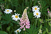 LUPIN IN A GARDEN MEADOW