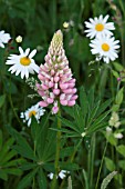 LUPIN IN A GARDEN MEADOW