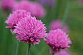 ALLIUM SCHOENOPRASUM PINK PERFECTION