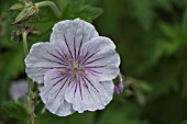 GERANIUM HIMALAYENSE DERRICK COOK