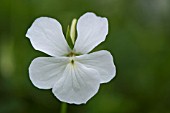 VIOLA CORNUTA ALBA